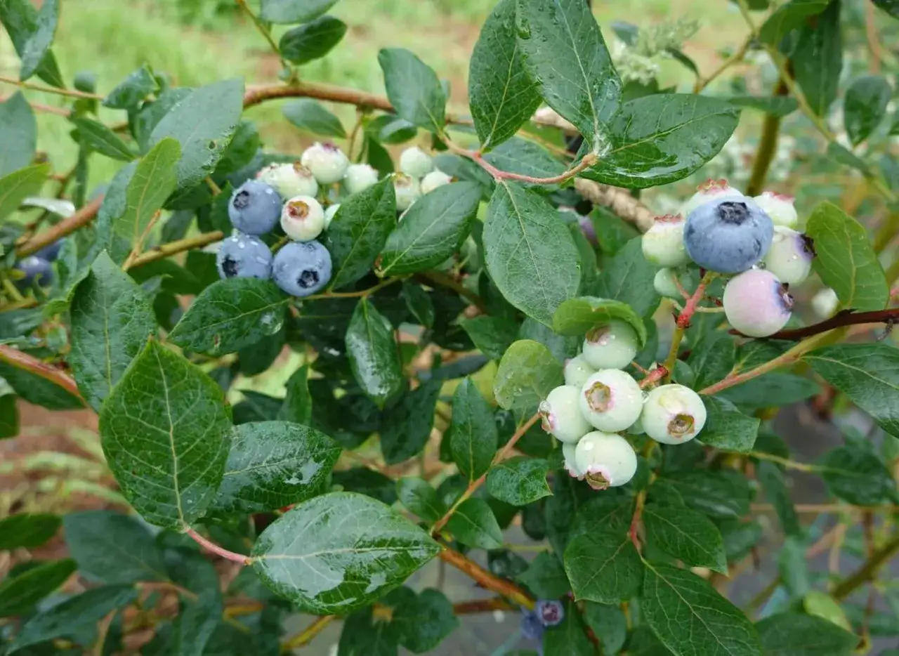 Krzew borówki amerykańskiej z owocami w różnym stadium dojrzałości. Idealne stanowisko dla tej rośliny to słoneczne i osłonięte miejsce.