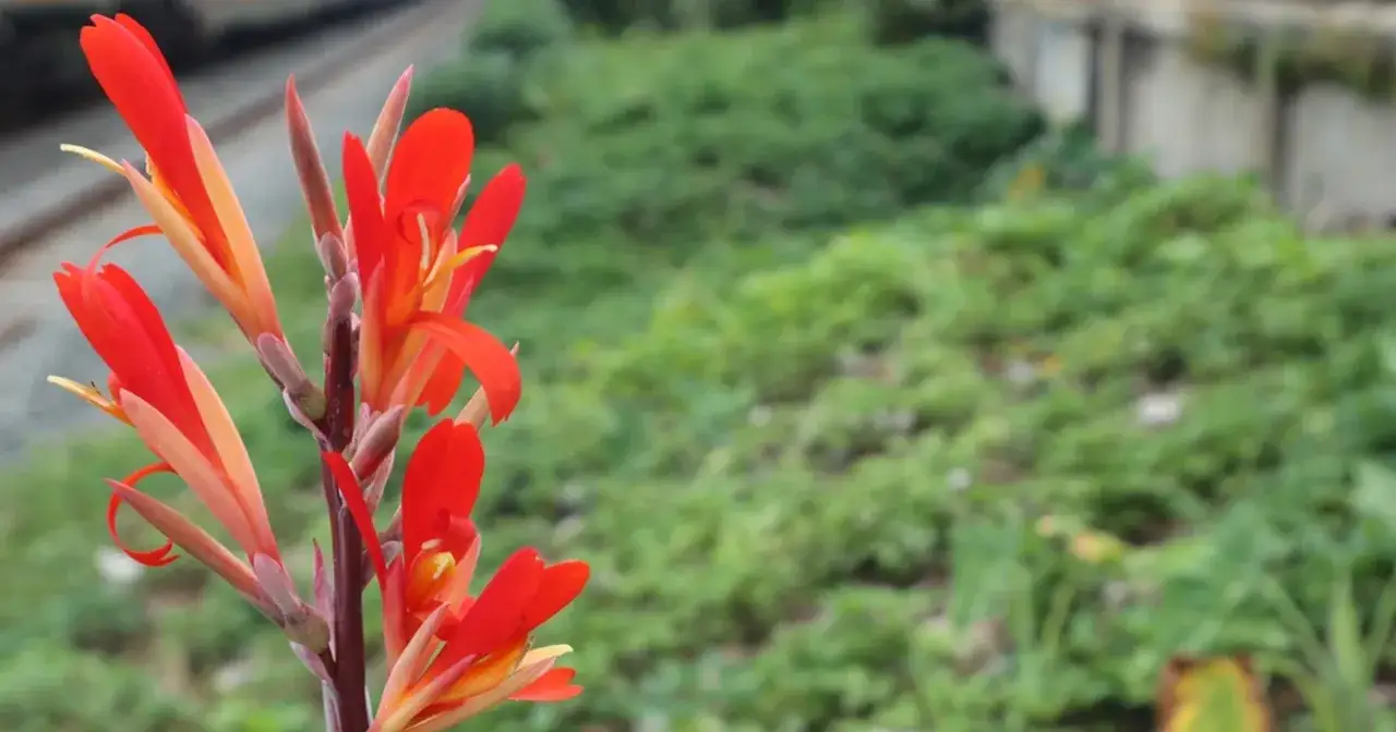 Kanna: Zimuje w gruncie? Nie! Przechowaj kłącza jak ekspert