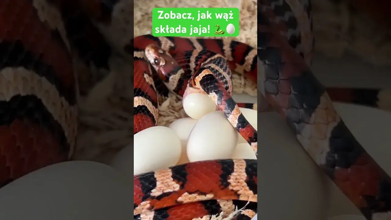 Jak węże składają jaja - zaskakujące fakty o ich rozmnażaniu