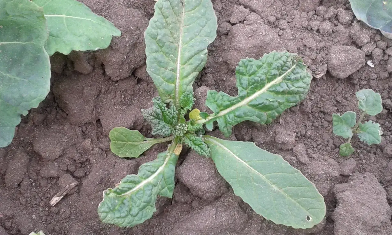 Rzodkiew świrzepa: Jak skutecznie zwalczać ten uciążliwy chwast?