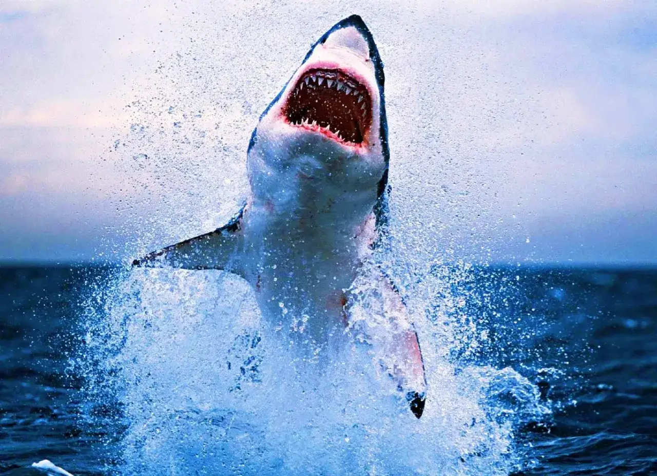 Wielki biały rekin wyskakuje z wody, pokazując ostre zęby. Czy w Morzu Północnym są rekiny? Ten obraz sugeruje, że tak, a przynajmniej w podobnych wodach.