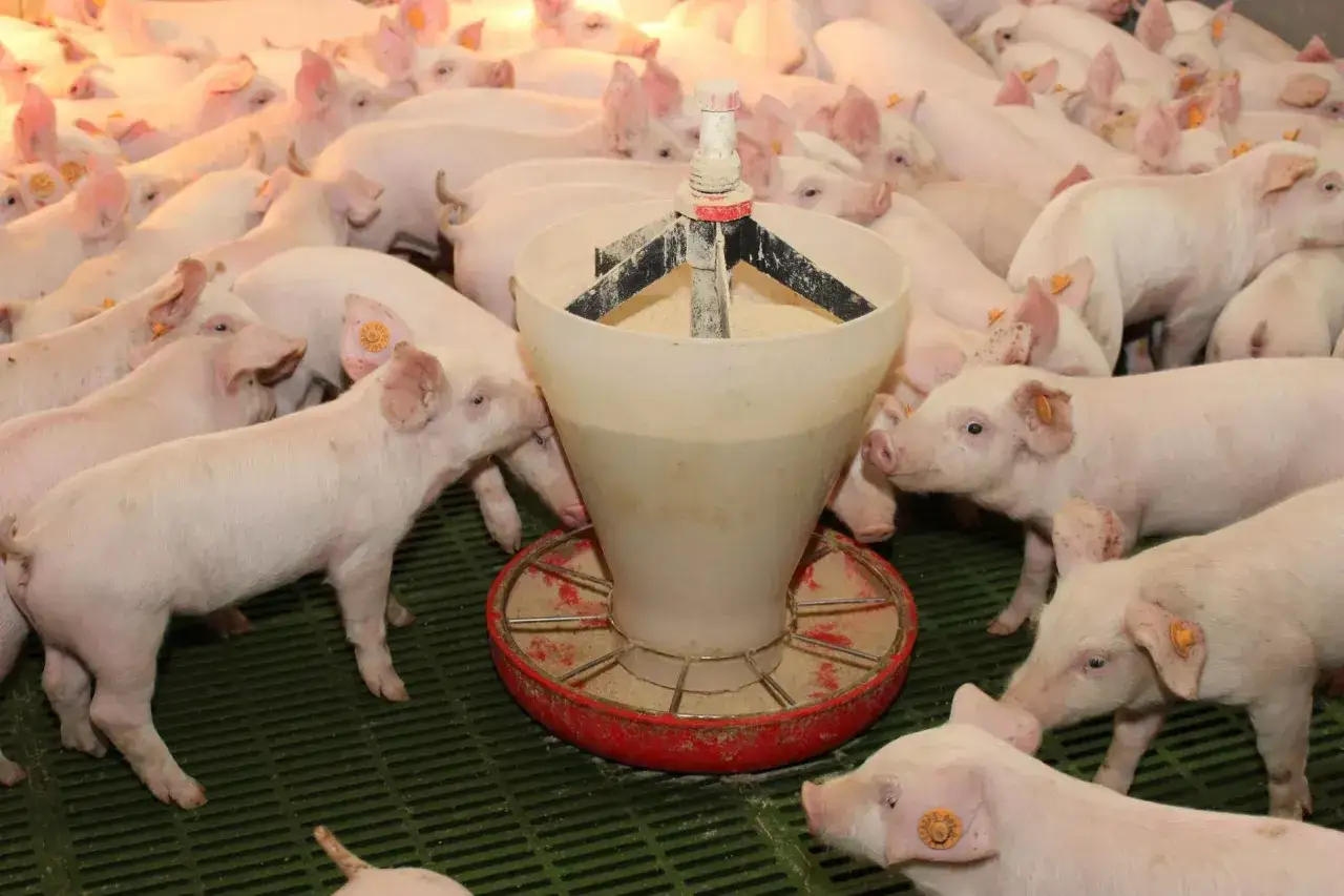 Świnie wokół karmidła, gotowe do posiłku. Ich układ pokarmowy jest gotowy na przyjęcie pożywienia.