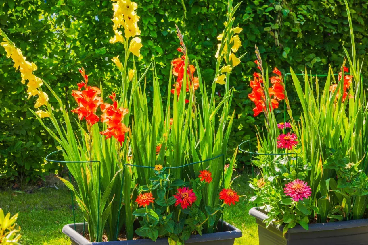 Jakie kwiaty sadzić na wiosnę? Twój przewodnik po bujnym ogrodzie!