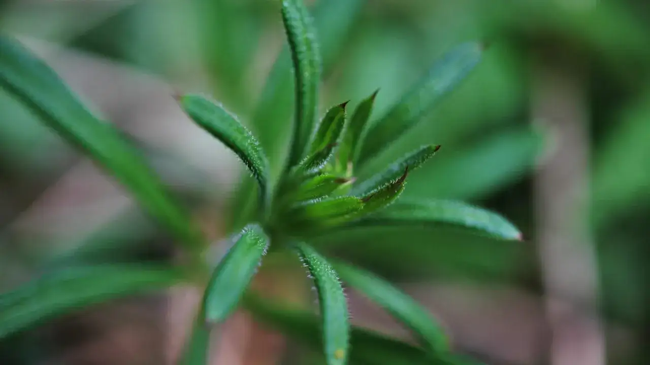 Przytulia czepna: Jak rozpoznać i skutecznie zwalczyć ten chwast?