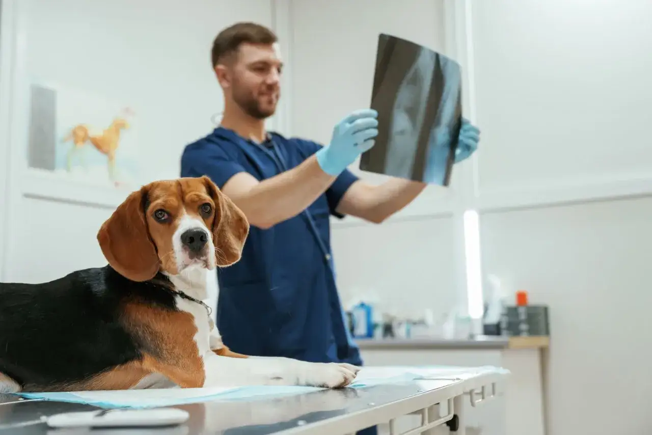 Ile zarabia weterynarz w Niemczech? Fakty, które cię zaskoczą