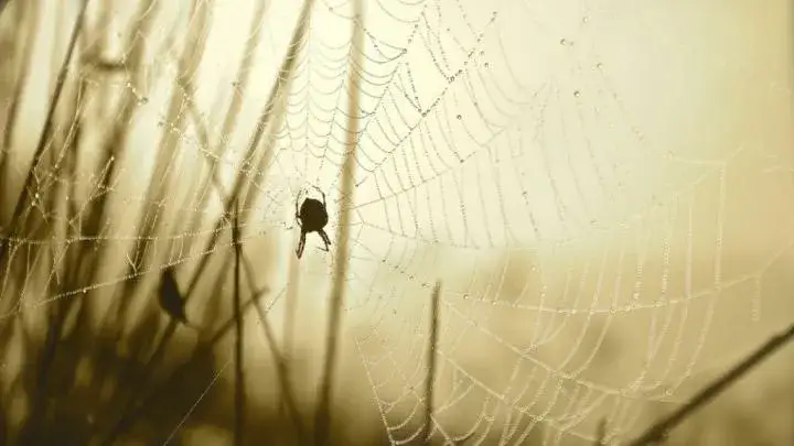 Czym żywi się pająk? Zaskakujące fakty o ich diecie i zwyczajach