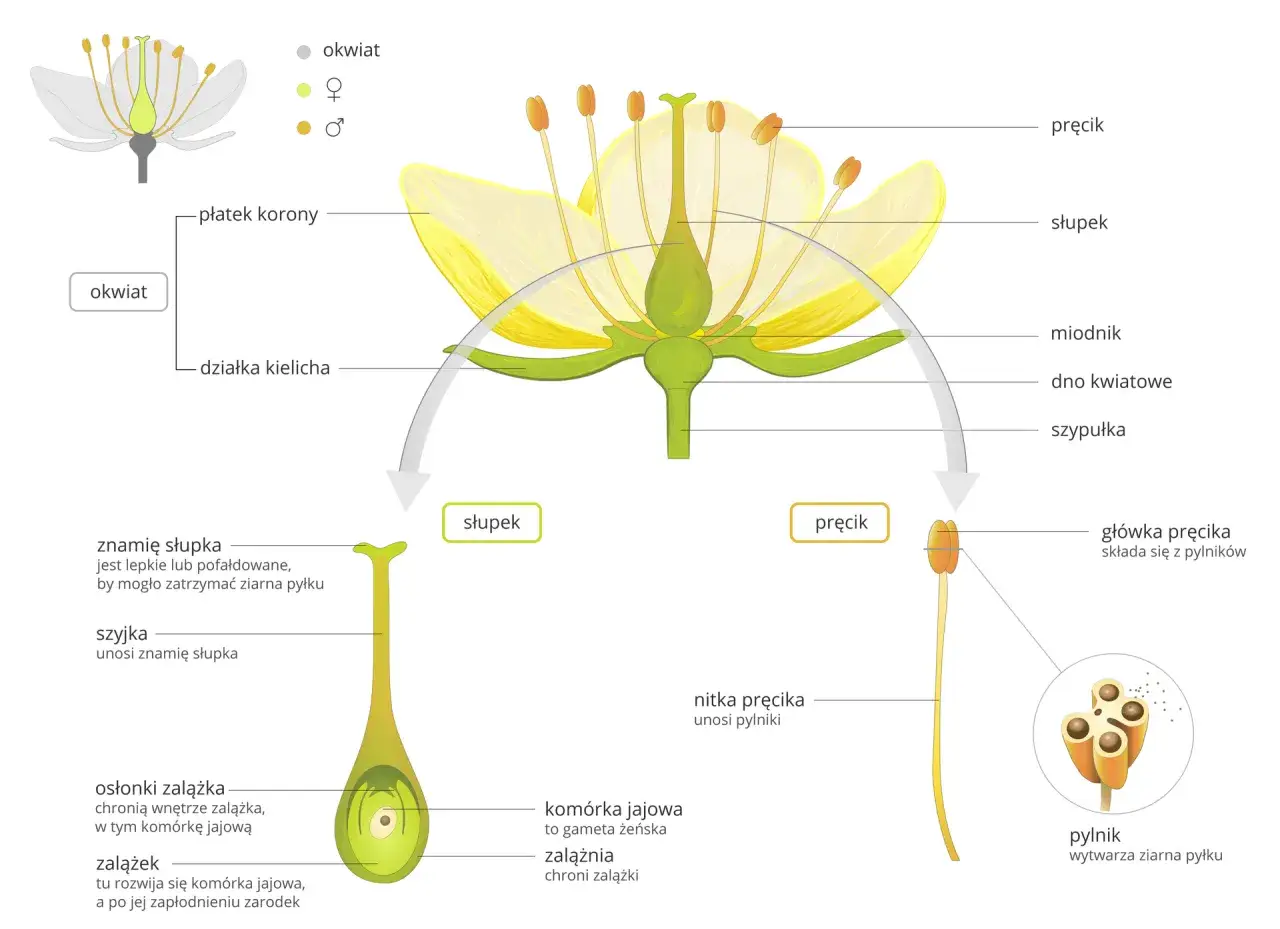 Jakie są podstawowe elementy budowy tulipana w botanice?