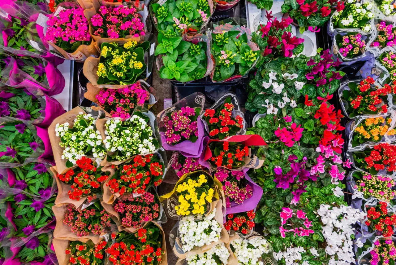 Jakie ceny kwiatów na giełdzie – zaskakujące różnice i trendy