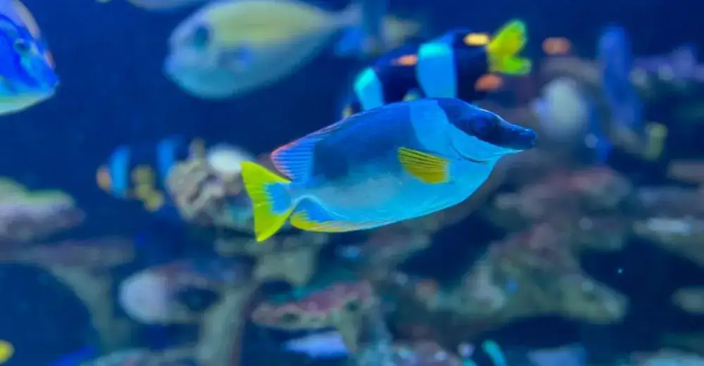 Nowe oceanarium w Kołobrzegu: co warto wiedzieć o tej atrakcji?