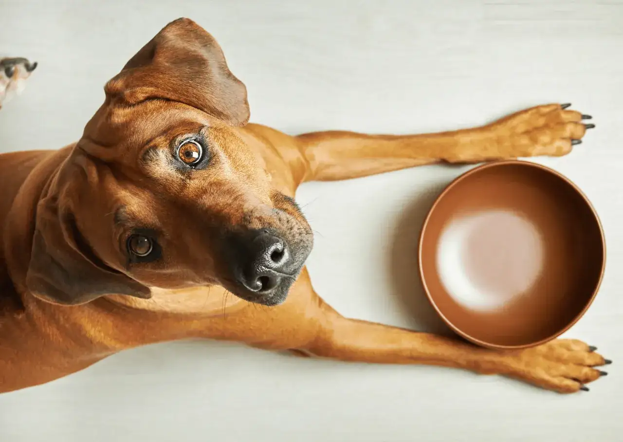 Z czym ryż dla psa? Sprawdź idealne połączenia i przepisy