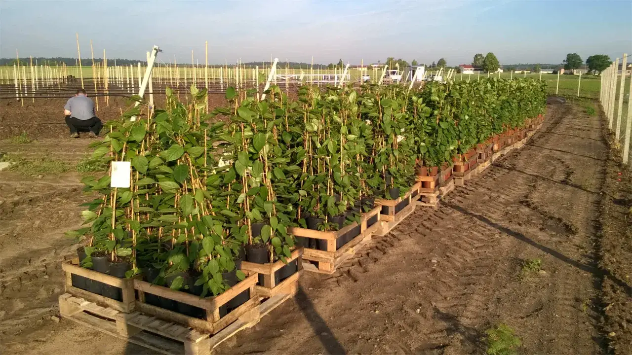 Jak sadzić mini kiwi w ogrodzie? Kompletny poradnik krok po kroku