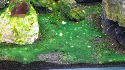 Glony w akwarium: Skuteczna walka i prewencja. Poradnik eksperta