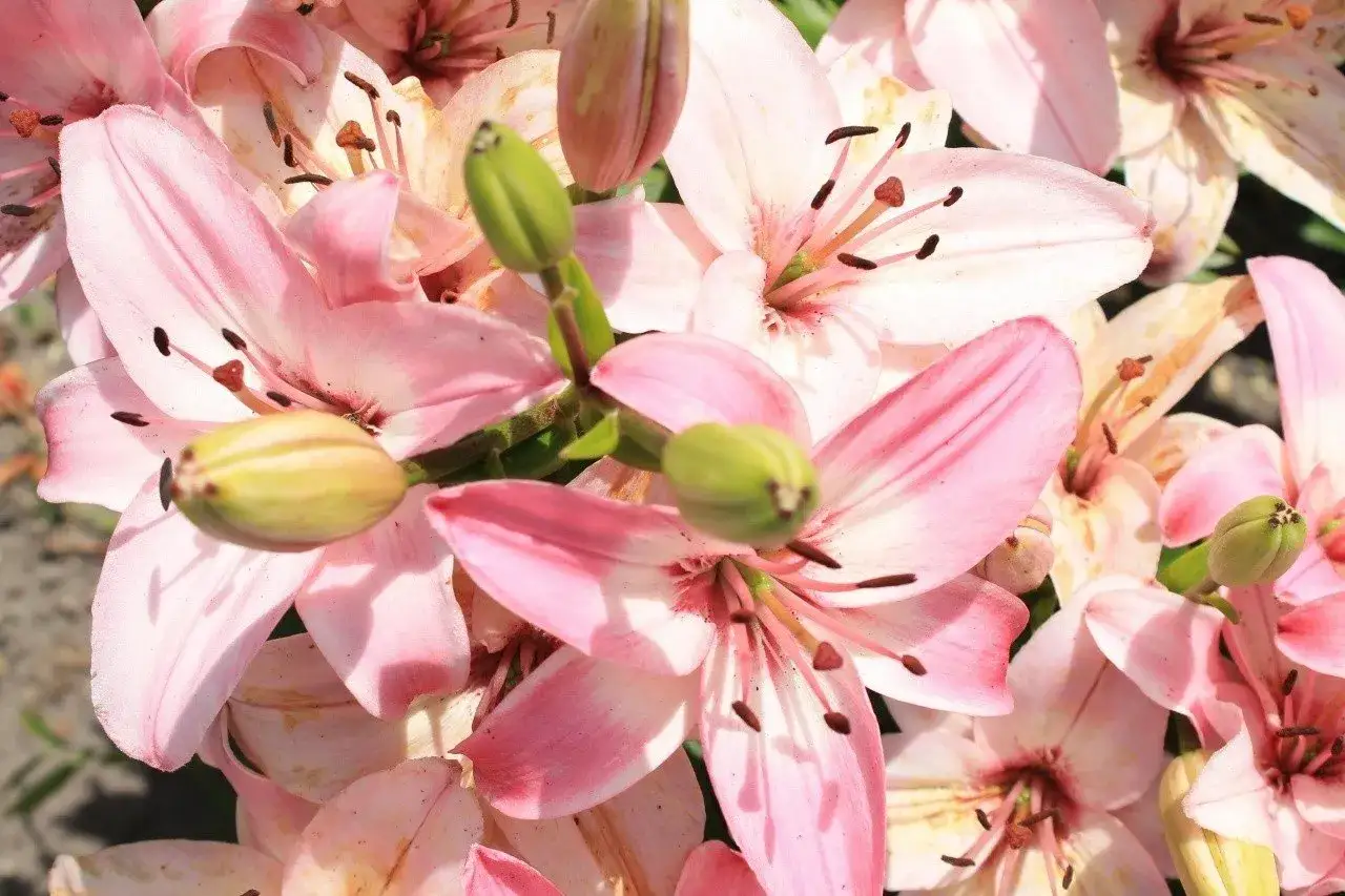 Jak sadzimy lilie drzewiaste: najlepsze praktyki i najczęstsze błędy