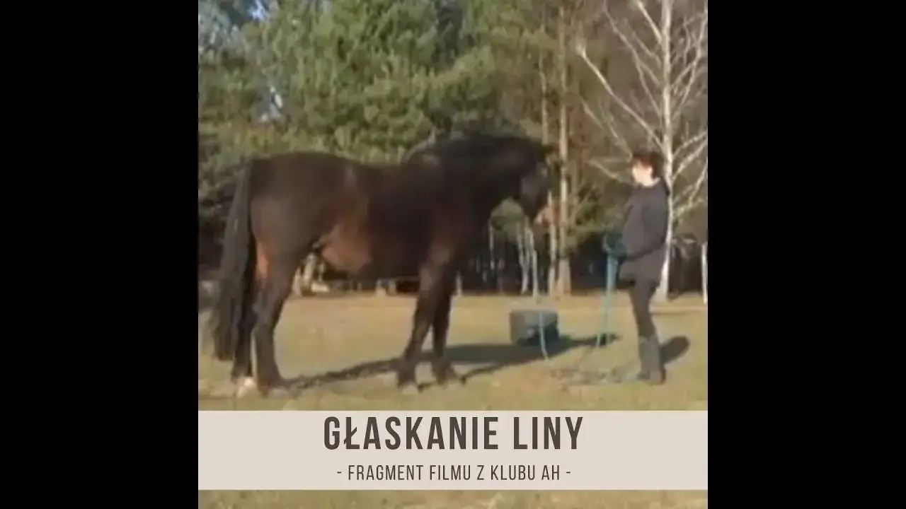 Jak głaskać konia, aby uniknąć stresu i zbudować zaufanie