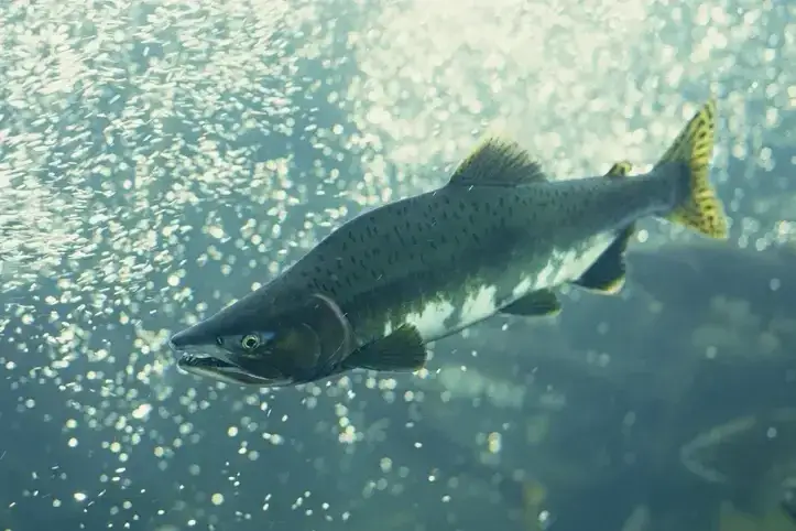 Jakie ryby są w Bałtyku? Odkryj najważniejsze gatunki i ich znaczenie