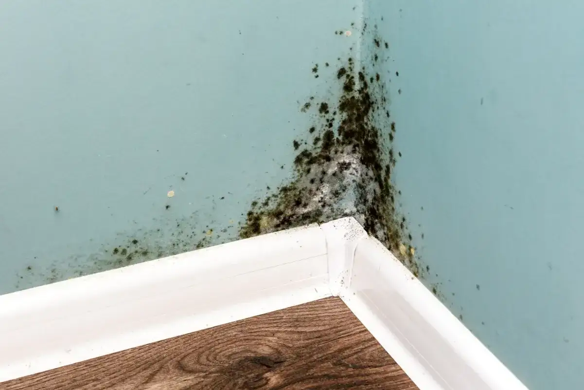 Skuteczne zgłoszenie grzyba w mieszkaniu poradnik krok po kroku