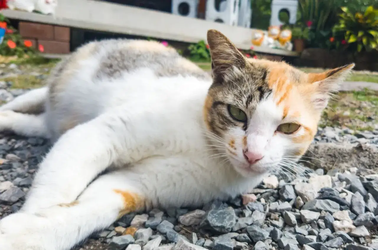 Kotka ile w ciąży? Zaskakujące fakty o czasie trwania ciąży
