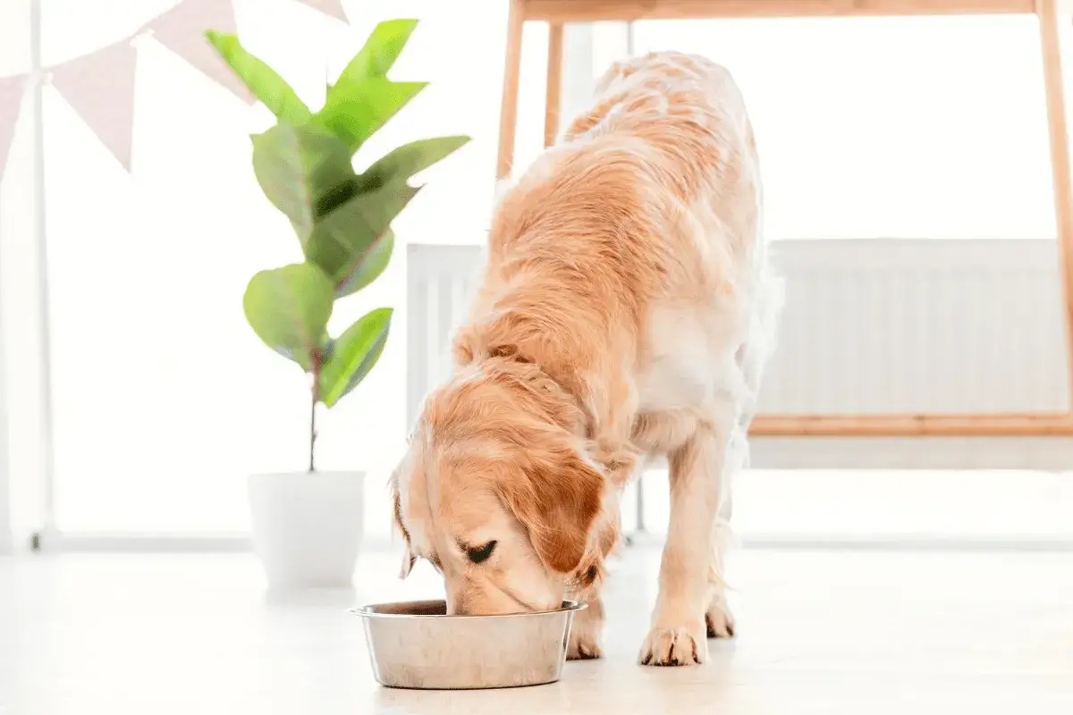 Czy pies może jeść wieprzowinę? Sprawdź, co musisz wiedzieć!