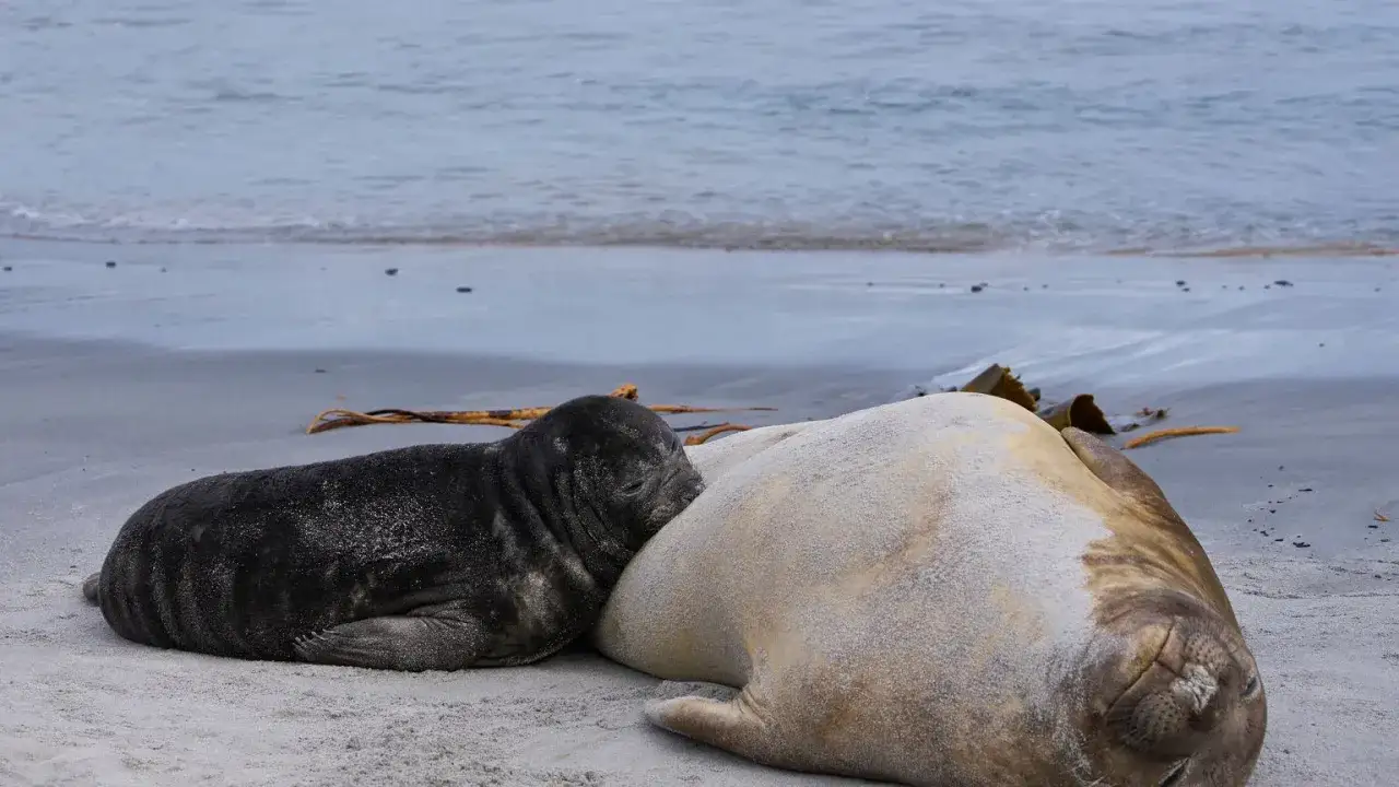 Czy w Bałtyku są foki? Poznaj gatunki i ich ochronę w tym regionie