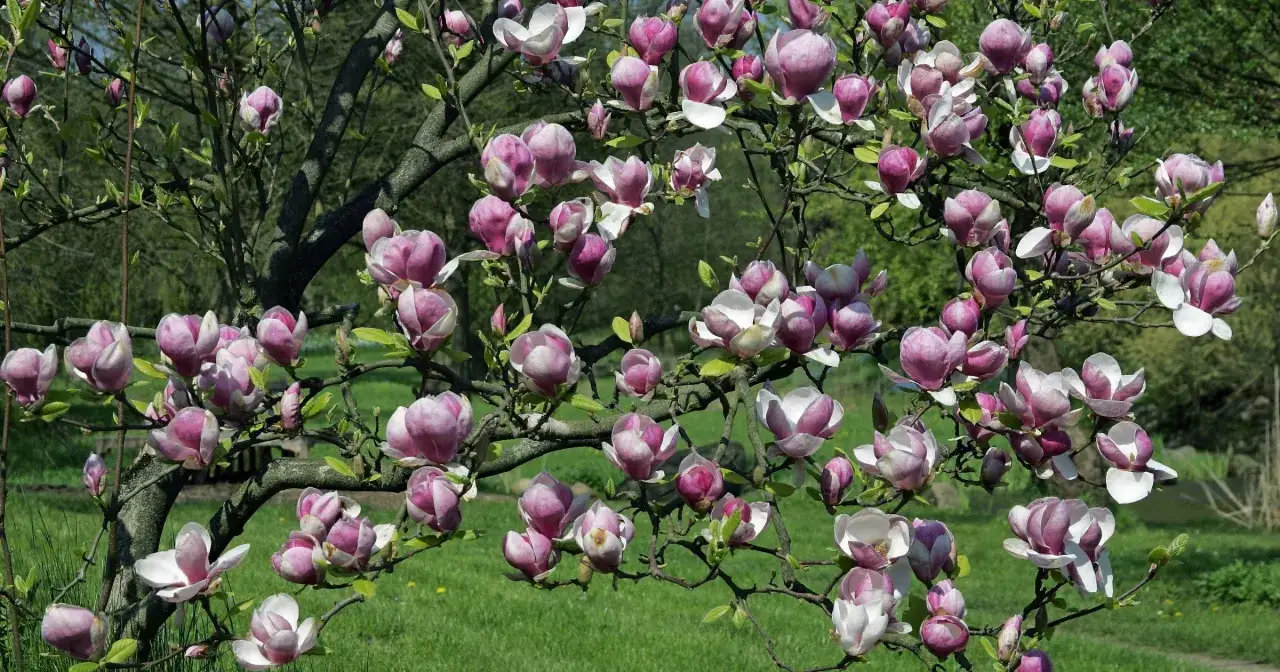 Magnolia: Kiedy sadzić i jak dbać, by kwitła obficie?