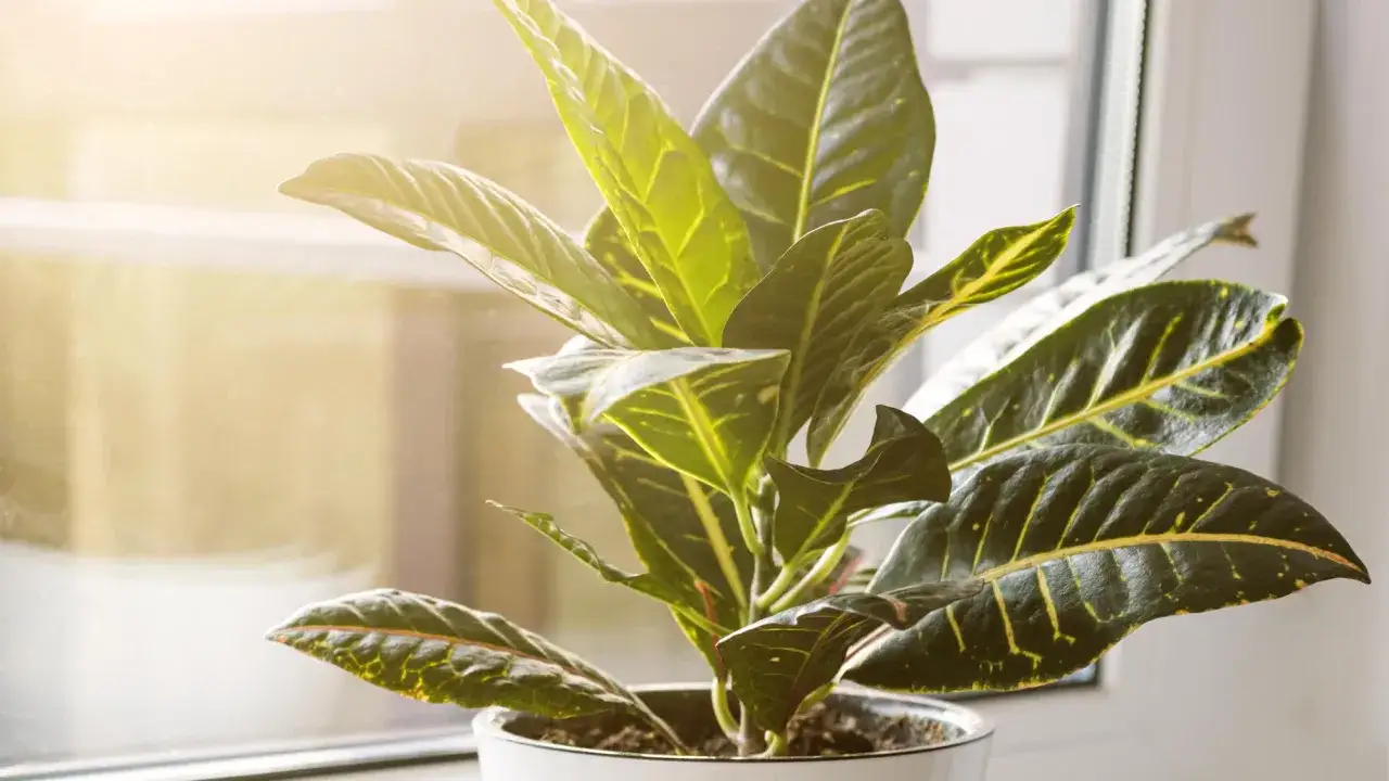 Jaki nawóz do krotona? Sekret barwnych liści i zdrowego wzrostu