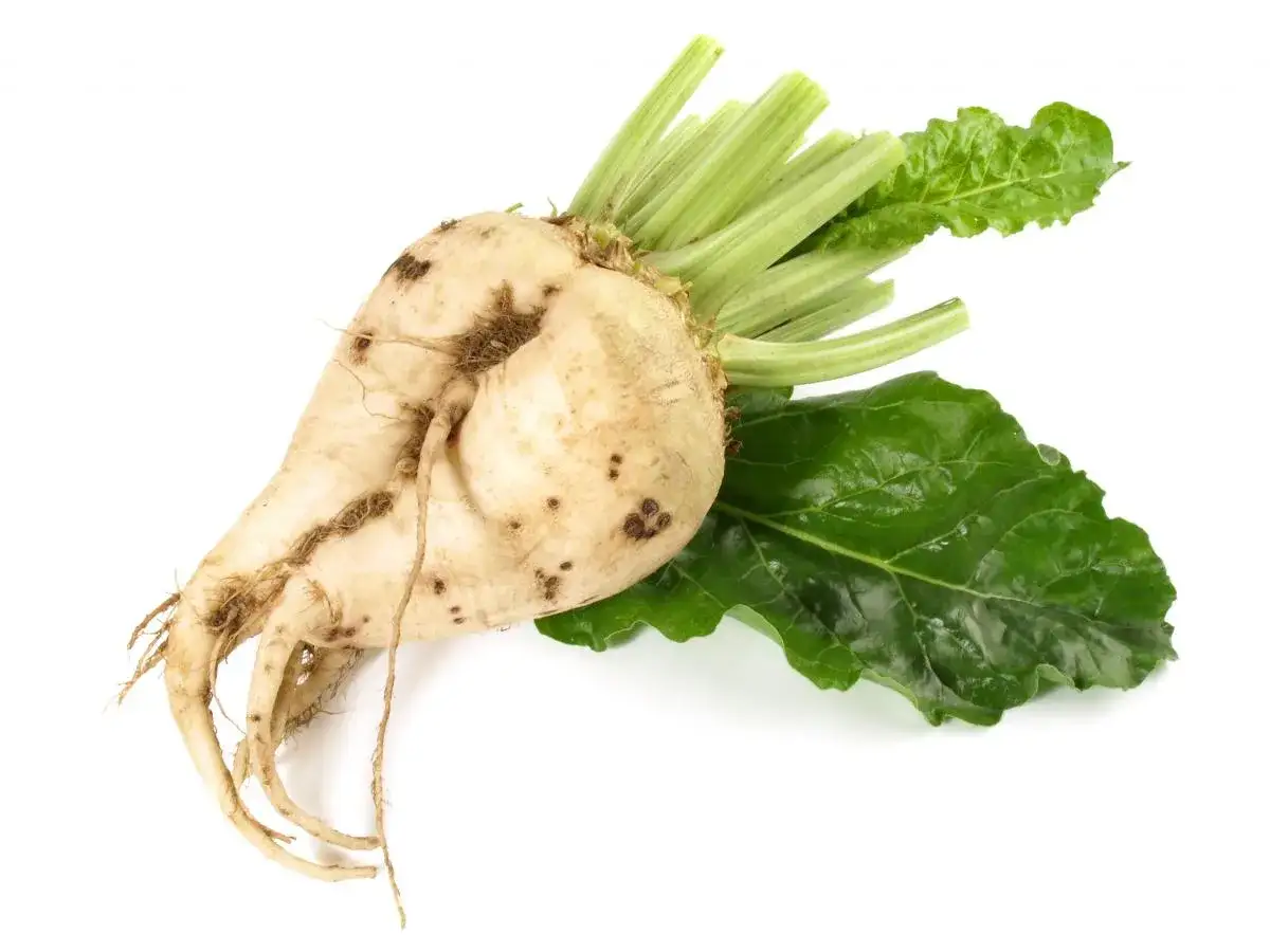 Gdzie w Polsce uprawia się buraki cukrowe? Odkryj najlepsze regiony