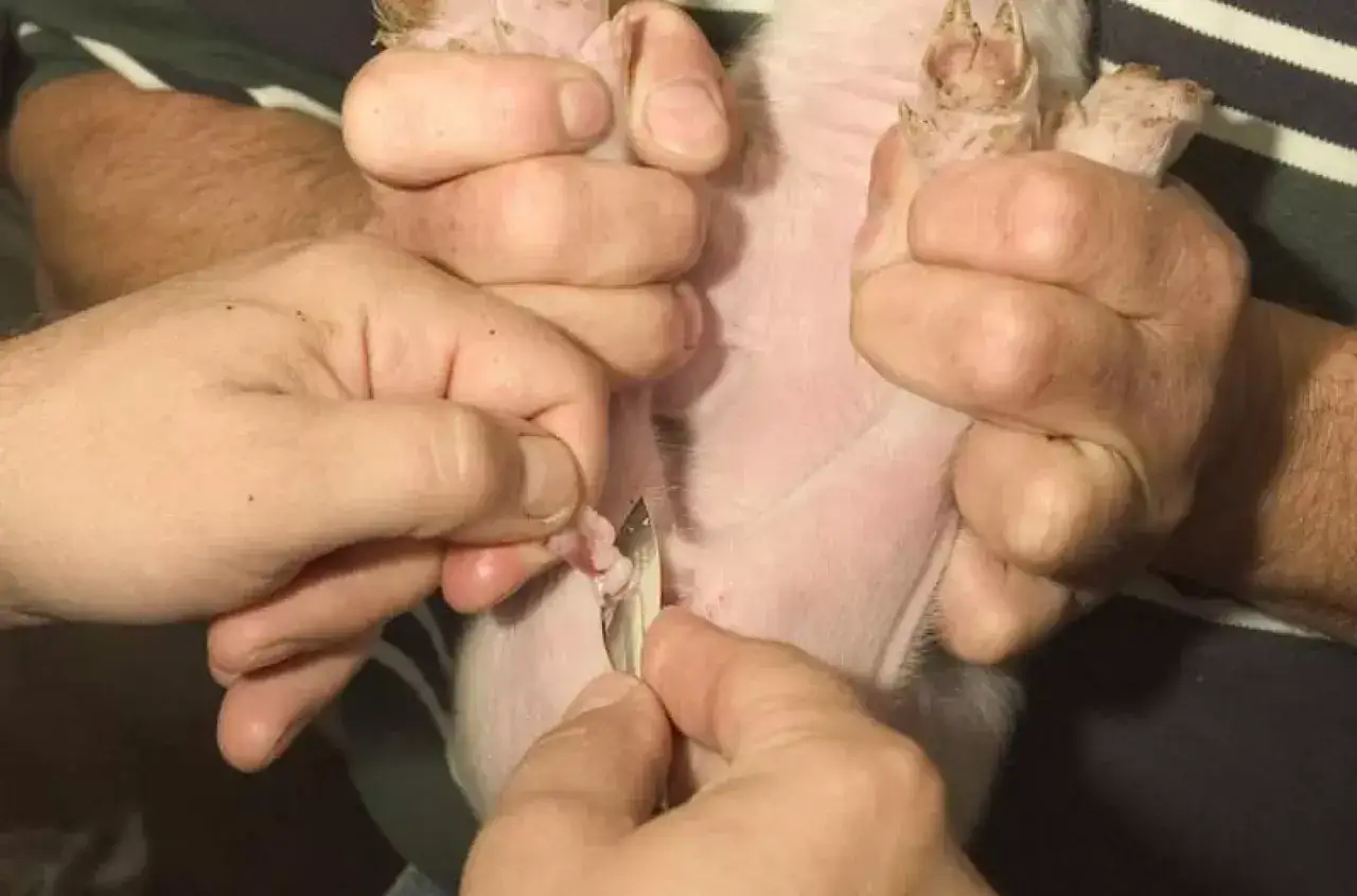 Dłonie trzymają prosiaka, jedna z nich używa skalpela do kastracja prosiąt.