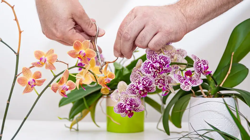 Kiedy i jak przycinać storczyki, aby uniknąć błędów w pielęgnacji