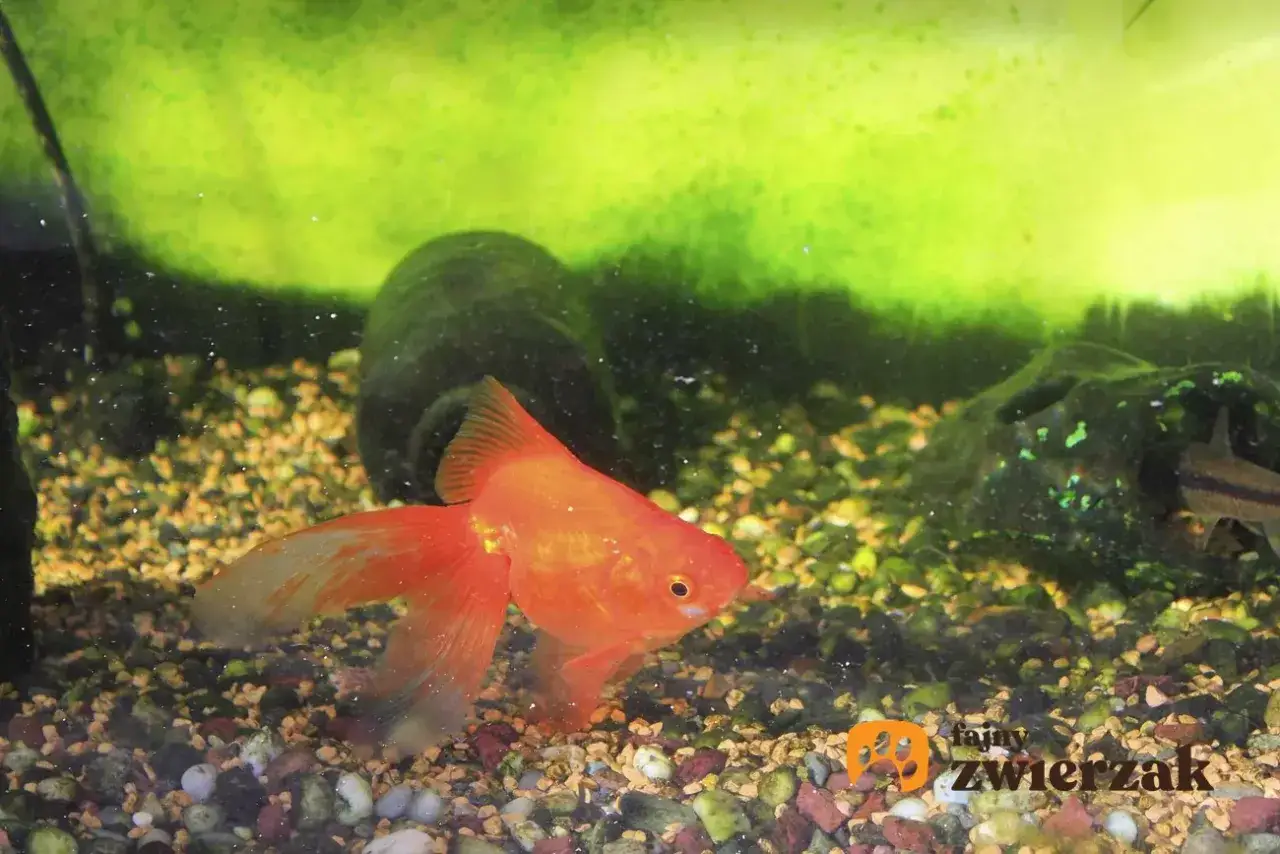 Mleczna woda w akwarium: Jak skutecznie zwalczyć pierwotniaki?