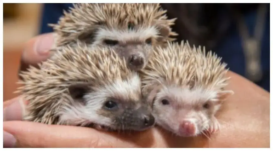 Jak rozmnażają się jeże? Sekrety ich życia i opieki nad młodymi