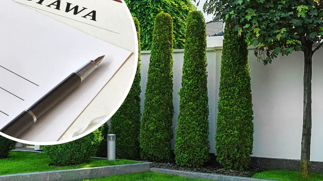 Czy można sadzić tuje w granicy działki? Uniknij problemów z sąsiadami