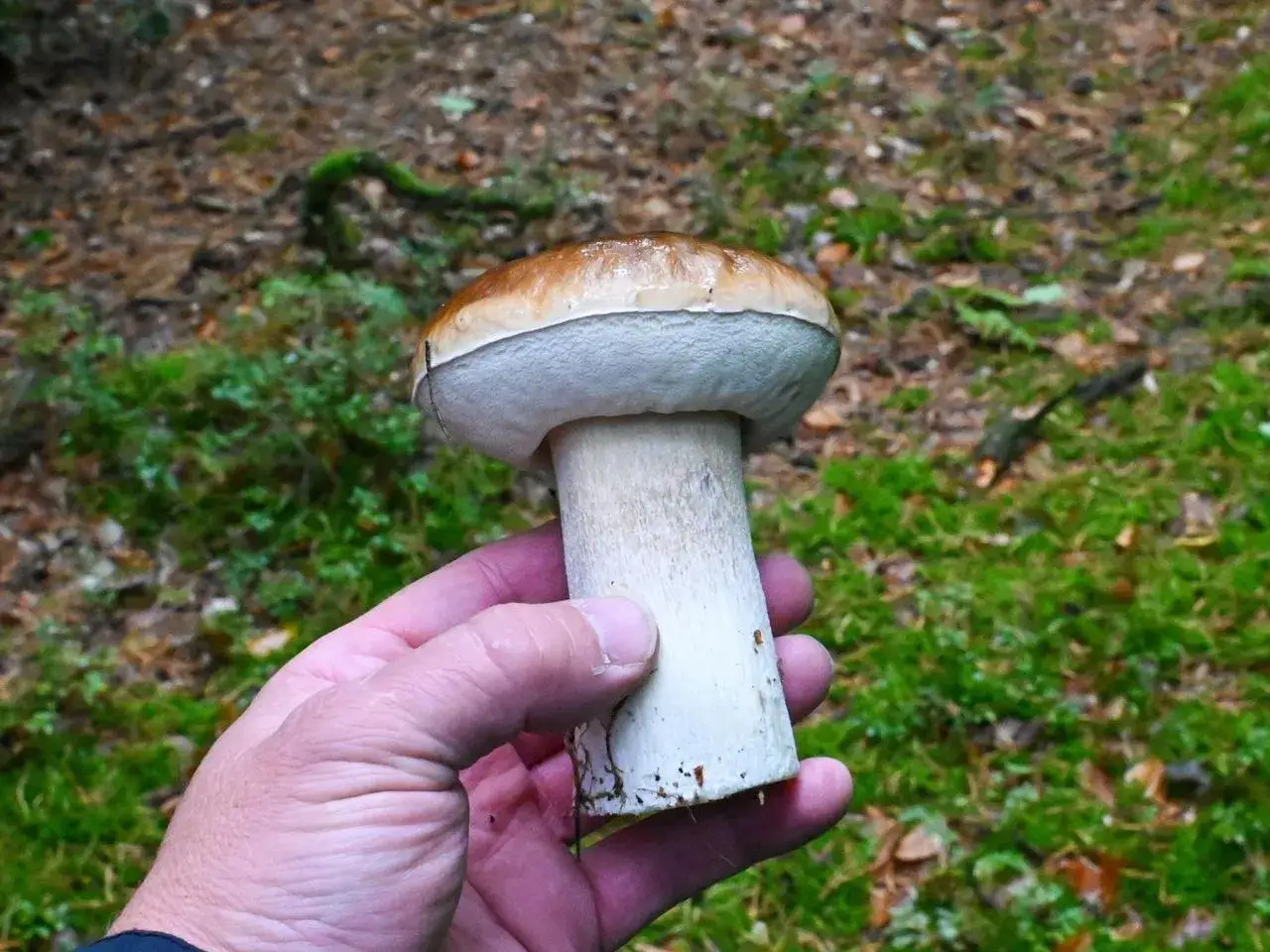 Gdzie na grzyby w Szczecinie? Odkryj sekrety leśnych skarbów!