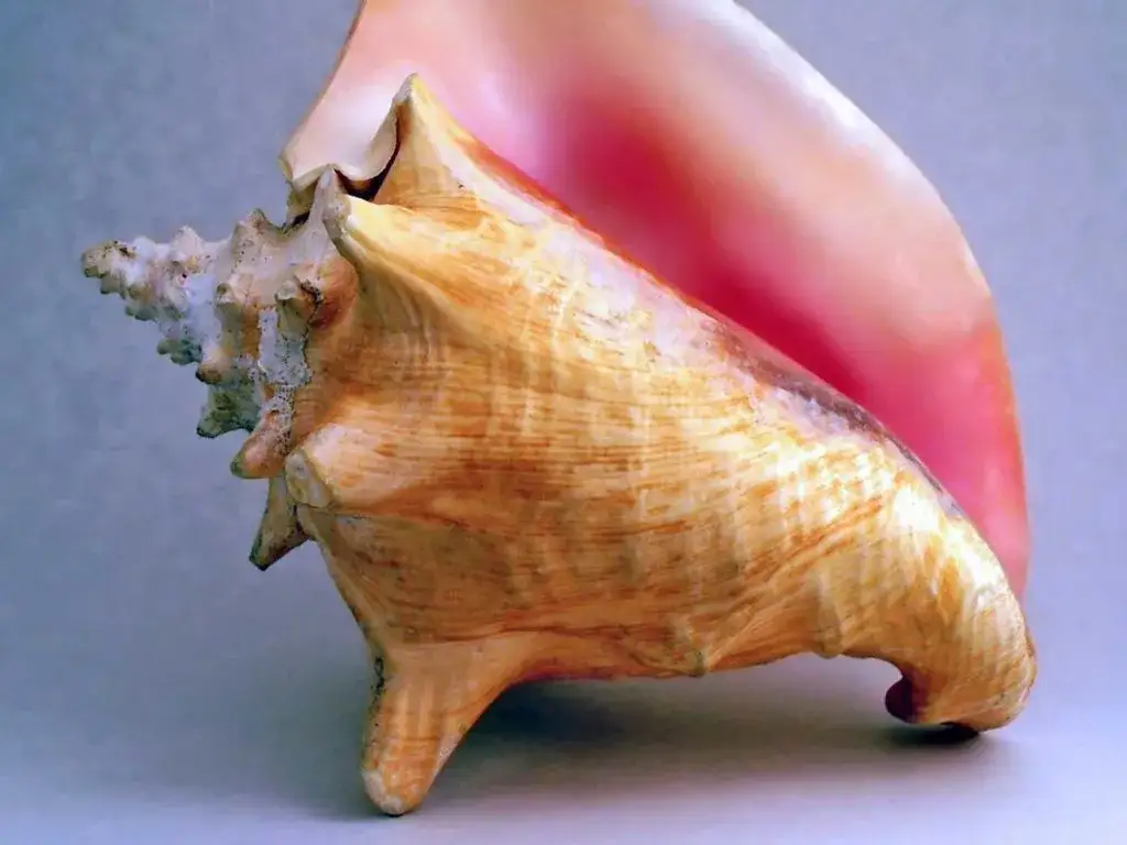 Bałtyckie muszle: Gdzie i kiedy zbierać najpiękniejsze okazy?