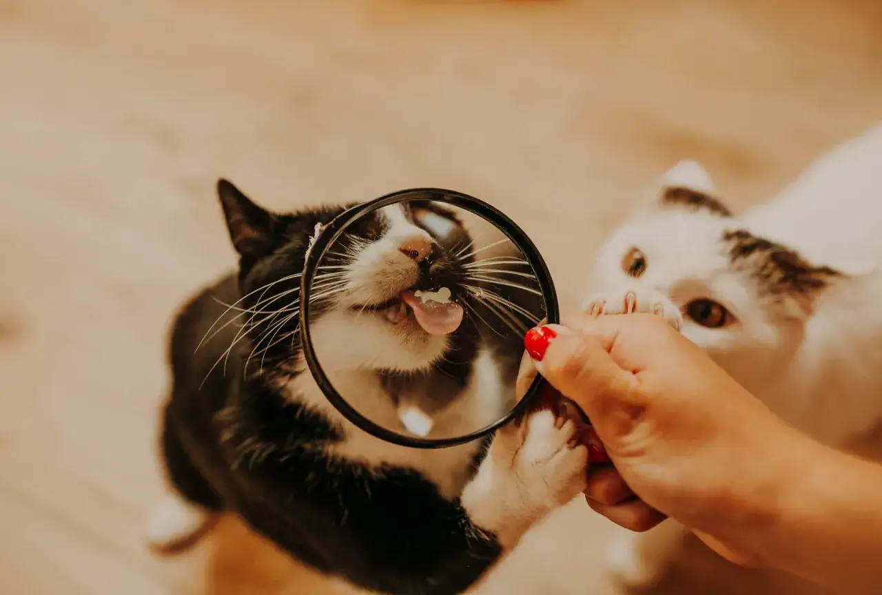 Bób dla kota: Bezpieczny przysmak czy ukryte zagrożenie?