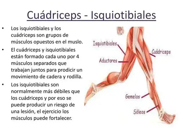 Todo sobre los cuádriceps: músculos de la pierna y su importancia