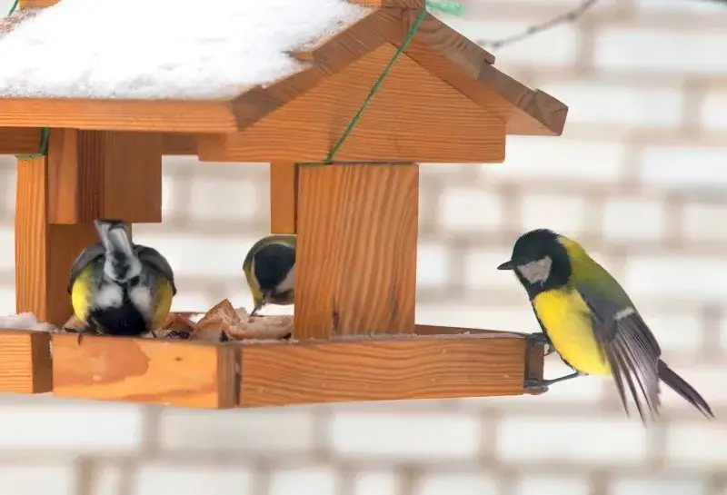 Jak dokarmiać ptaki na balkonie: sprawdzone metody i porady