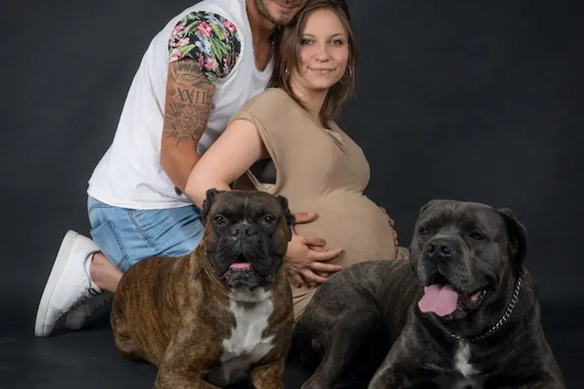 Szczęśliwa przyszła mama i partner na sesji ciążowej z psem. Dwa psy, bokser i mastif, towarzyszą im w radosnym oczekiwaniu.