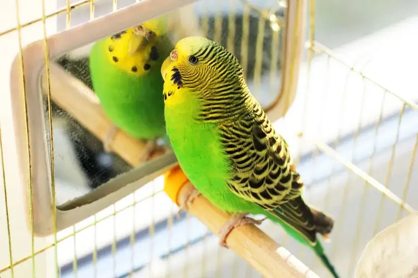 Ile kosztuje papuga falista w sklepie zoologicznym? Ceny i zdrowie ptaków