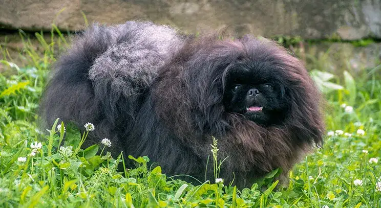 Pekińczyk ma sierść czy włosy? Odkryj prawdę o jego futrze