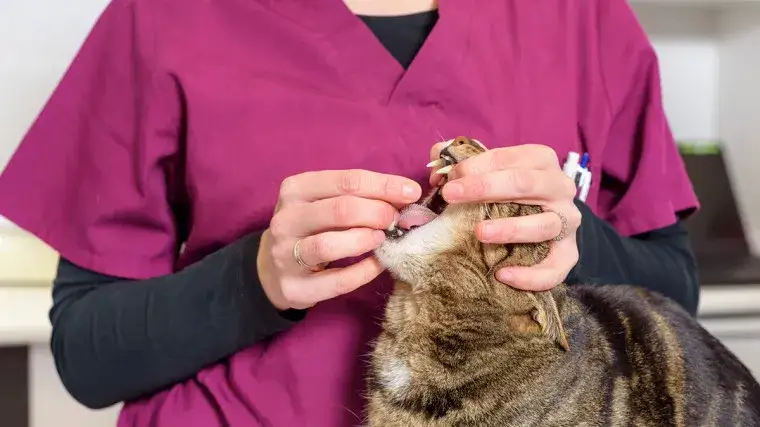 Ile trwa odrobaczanie kota? Poznaj czas trwania i skutki zabiegu