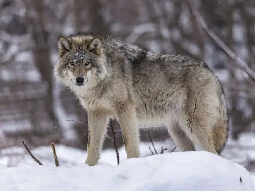 Jak zimuje wilk? Odkryj zaskakujące strategie przetrwania w zimie