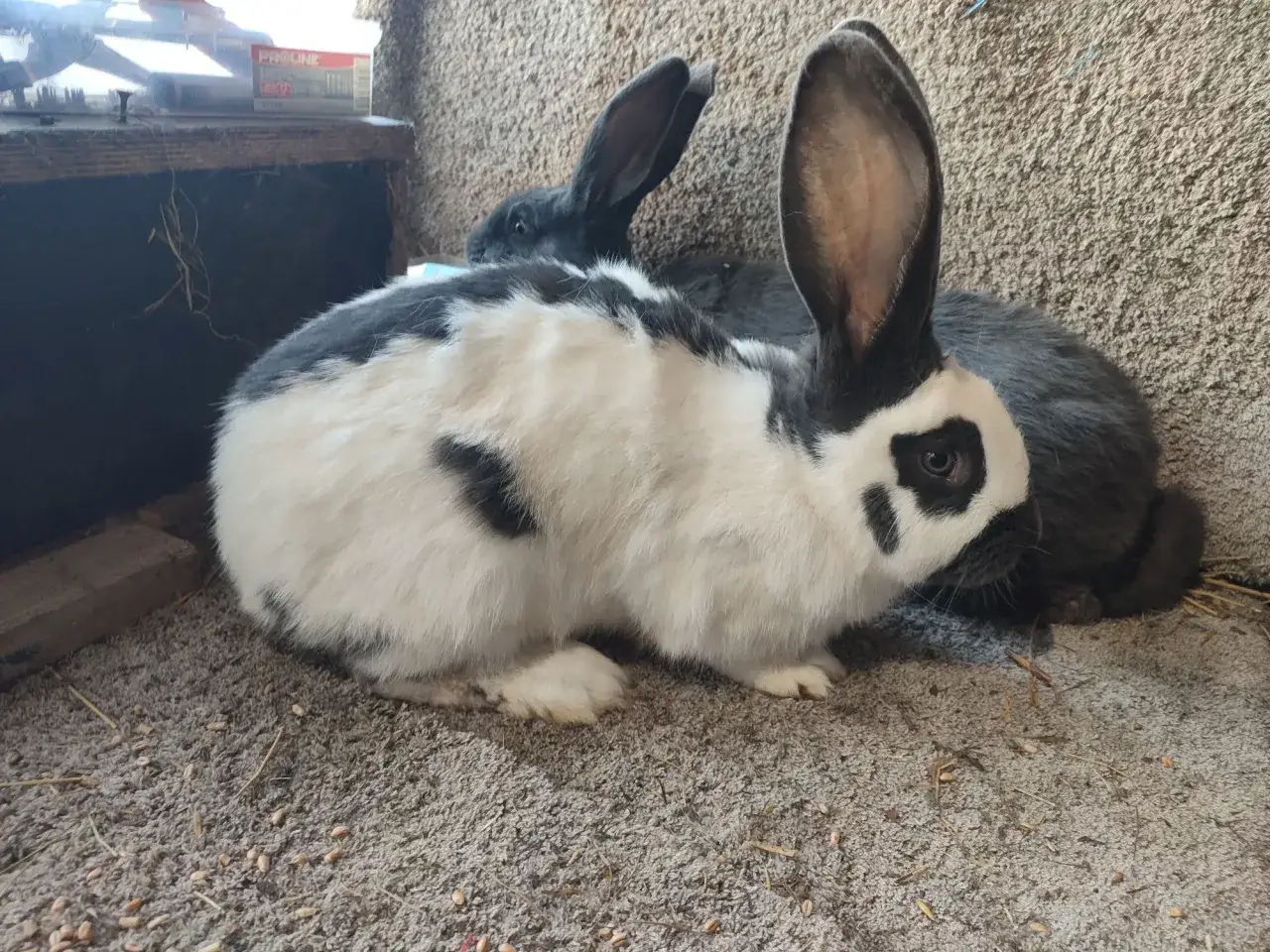 Dwa króliki, jeden srokacz niemiecki, drugi szary, odpoczywają. Może to początek ich wspólnej historii, która doprowadzi do rozmnażania.