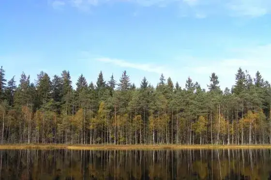 Rezerwat przyrody Kurze Grzędy: unikalne miejsca i rzadkie gatunki