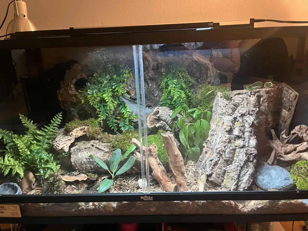 Jak przygotować korzeń do terrarium, aby uniknąć błędów i zagrożeń