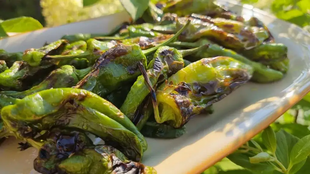 Padrón z grilla: Sekrety hiszpańskiej ruletki i idealny przepis