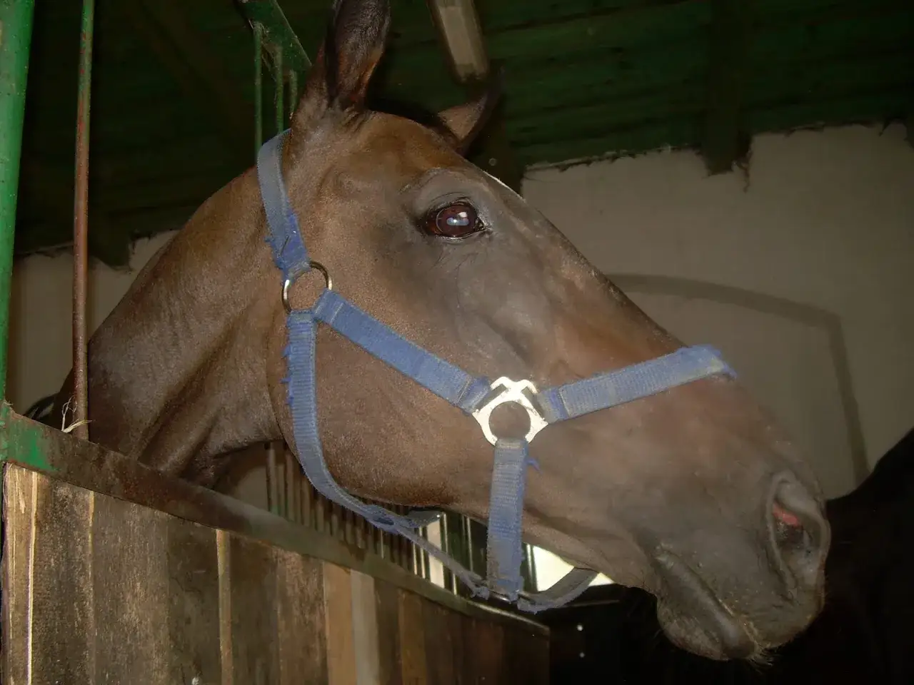 Stadnina Koni Antoniówka - najlepsze jazdy konne i obozy w Mańkowicach