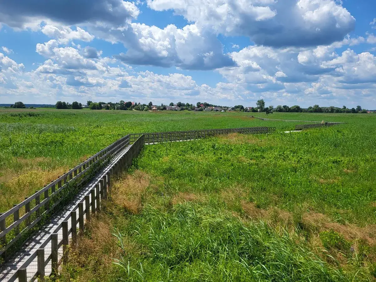 Drewniana kładka wśród zielonych łąk, prowadząca w stronę zabudowań widocznych w oddali. To malowniczy krajobraz w okolicach **Narew miasto**.