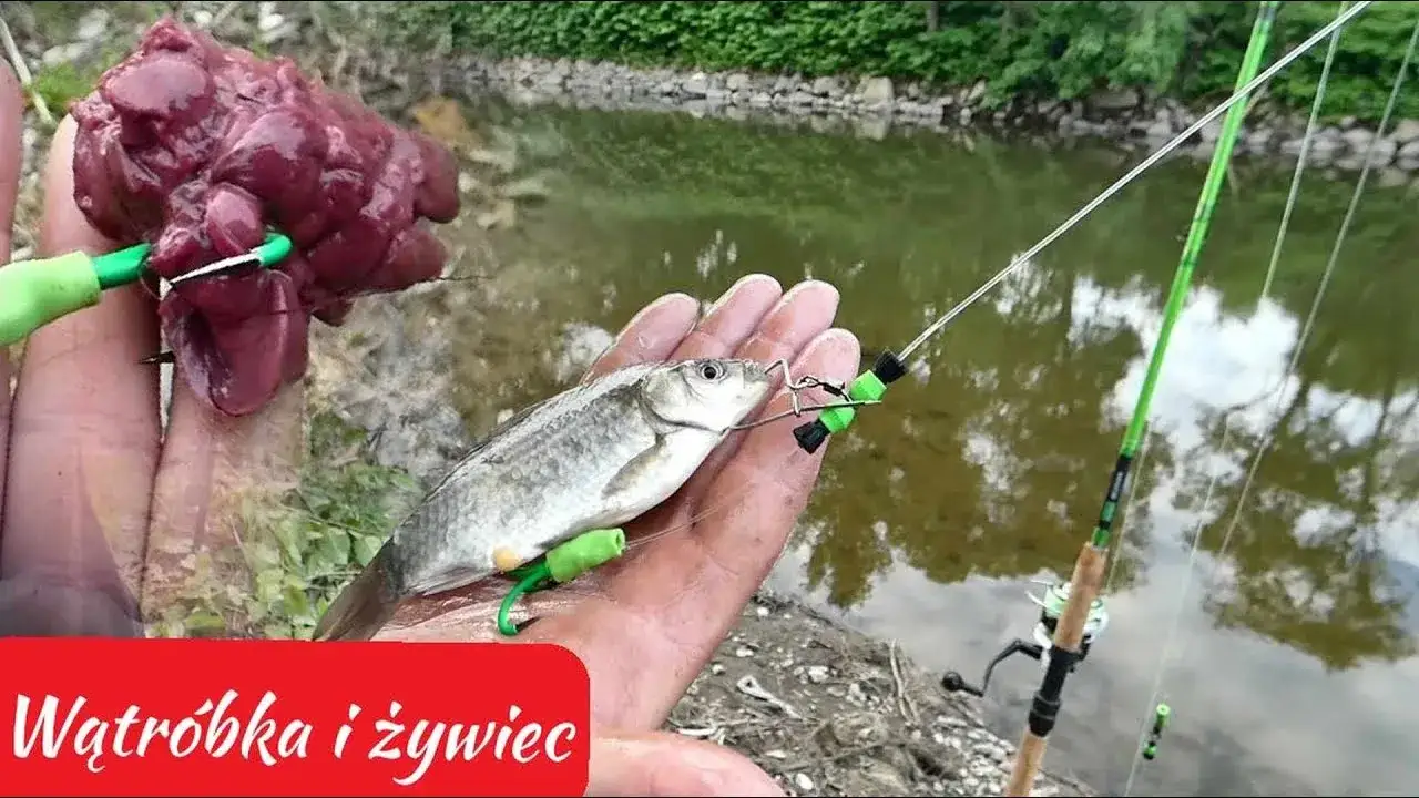 Jak założyć wątróbkę na haczyk i uniknąć najczęstszych błędów