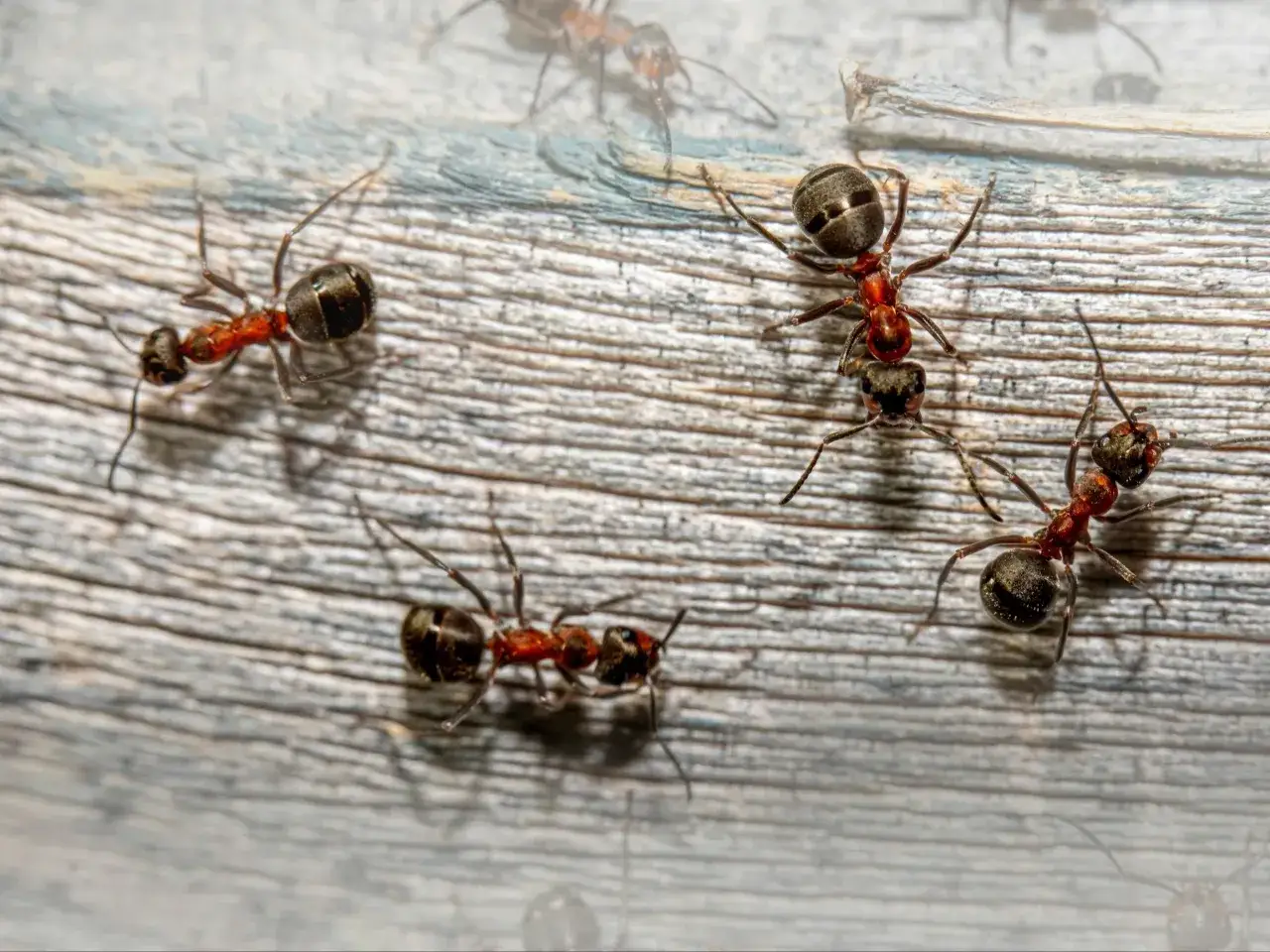 Mrówki w ogrodzie: Jak skutecznie i bezpiecznie się ich pozbyć?
