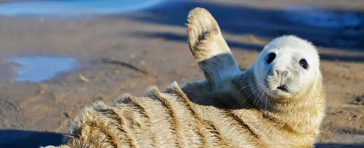 Czy w Bałtyku są foki? Poznaj gatunki i ich ochronę w Polsce
